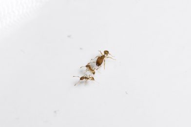 A new ant genus in Iceland