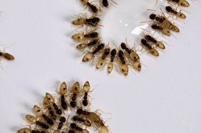Ants in Perlan