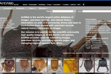 Mauravefurinn Antweb